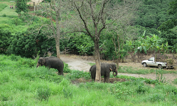 Los elefantes en semi libertad