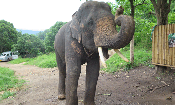 Nuestro gran amigo en Woody Elephant Training